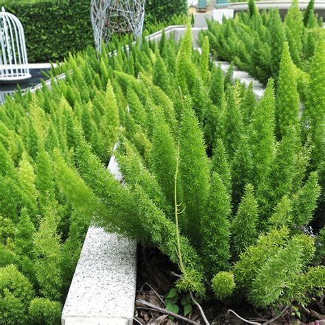 Buy Foxtail Fern Online with Free Shipping - Plantsbymail.com – Plants ...