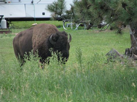 The Bowyers: Black Hills-Wildlife