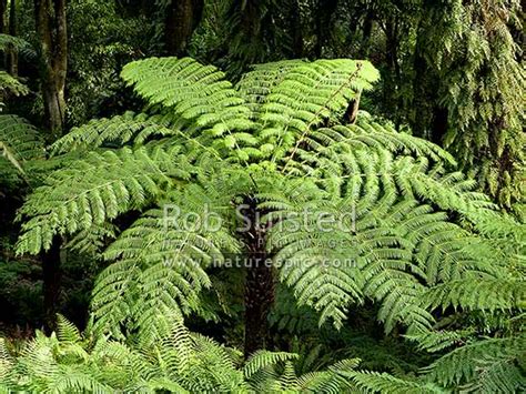 Silver fern (Cyathea dealbata). New Zealand native Silver Tree Fern or ...