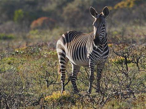 South African Mammals | Wildlife Insight