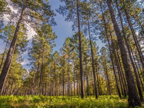 Common Conifers Of The South: Growing Coniferous Plants In Southeastern Regions