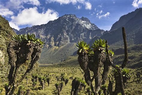 Rwenzori National Park travel | Uganda, Africa - Lonely Planet