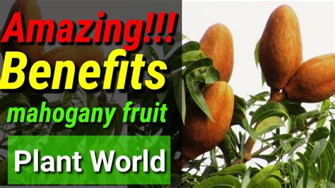 🔴 mahogany • The Amazing Benefits of mahogany || Plant World - YouTube