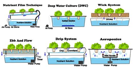 6 Different Types Of Hydroponic Systems - NoSoilSolutions