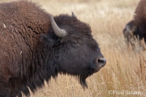 BISON, GRAND TETONS NATIONAL PARK - GROS VENTE ROAD - BISON - STEARNS ...