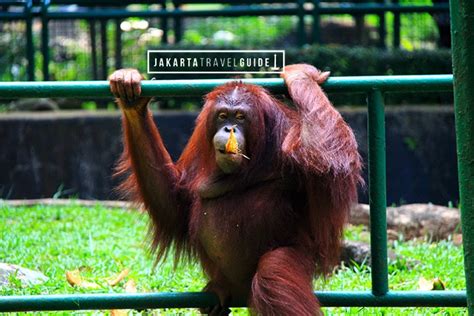 Visiting Ragunan Zoo in Jakarta - Jakarta Travel Guide