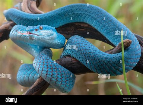 Beautiful Blue Viper Snake In close Up Stock Photo - Alamy