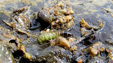 Caddis Larva - Caffeinated Fly FisherCaffeinated Fly Fisher