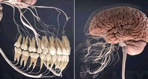 Photographs revealing the series of nerves connected to the human jaw ...