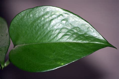 Money Plant Leaf | Shining | ZeePack | Flickr