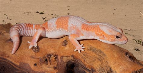 African Fat Tail Gecko | Zoo Med Laboratories, Inc.