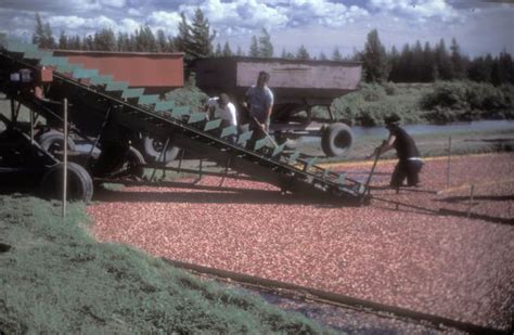 Cranberry Harvest | Photograph | Wisconsin Historical Society