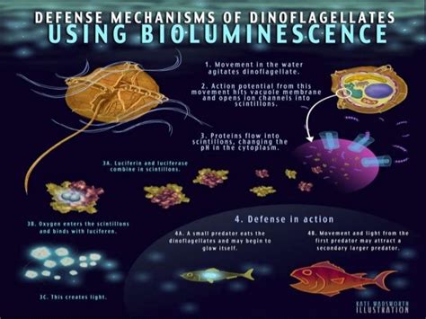 Bioluminescent dinoflagellates