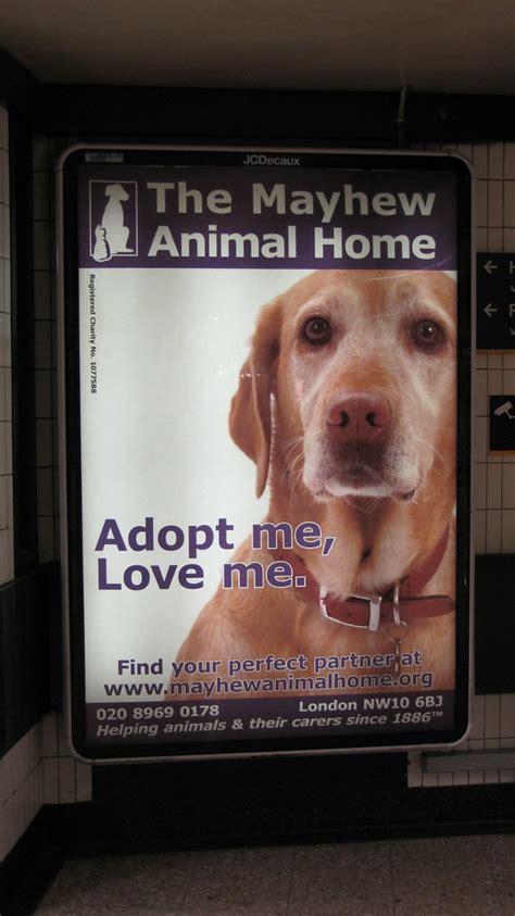 The Mayhew Animal Home poster | Adopt me, Love me. A poster … | Flickr