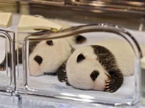 Baby Panda Twins Born in Madrid Zoo - CBS News