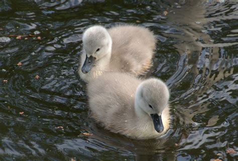 Cute baby swans | Tony Worrall Photography | Flickr