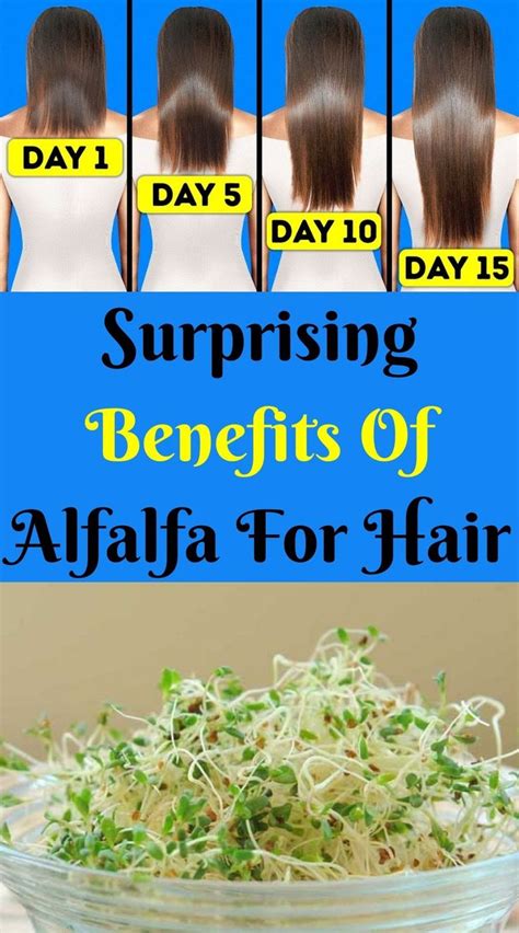 Alfalfa Hair – Benefits of Alfalfa For Hair | Hair growth foods, Hair ...