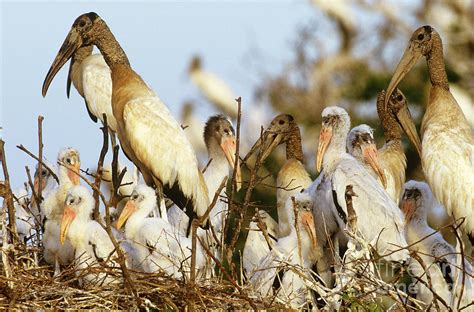 Wood Storks Nesting Photograph by Art Wolfe - Pixels