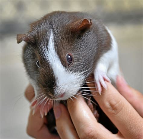 Pet of the Week: 1-month-old male Guinea pig needs a loving home ...