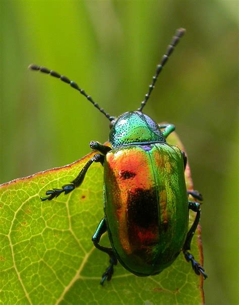 24 best Beetle horns images on Pinterest | Beetles, Antlers and Horn