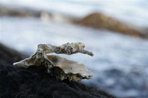 Barnacles Edible Stock Photos - Free & Royalty-Free Stock Photos from Dreamstime