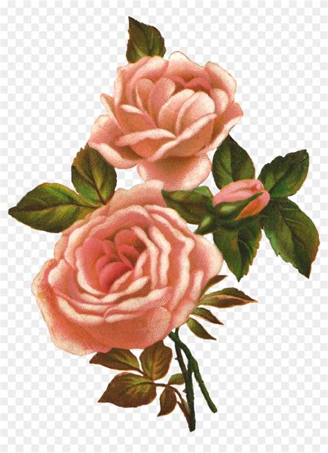 Rose Illustration - Photo - Vintage Roses Clip Art - Free Transparent PNG Clipart Images Download