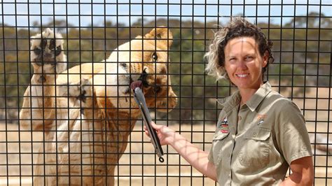 Monarto Zoo: Lions 360 in SA attracts 13,000 people | The Advertiser