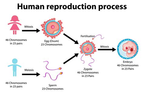 Human Reproduction Stages