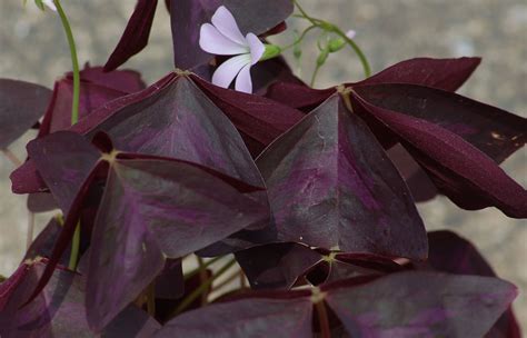 Purple Shamrock Plant: Care and Growing Guide