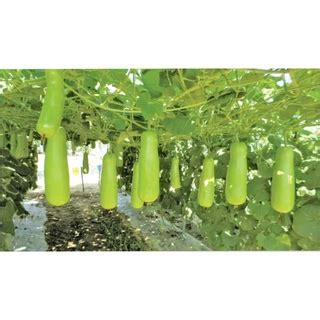 UPO SEEDS - BOTTLE GOURD - UPO TAMBULI SEEDS (20 SEEDS REPACKED ...