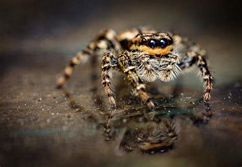 Get Rid of Jumping Spiders in NJ, NYC & Eastern PA