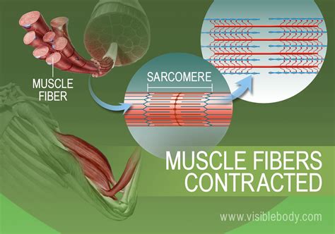 Motor Neuron Allow Muscle Contraction | Webmotor.org