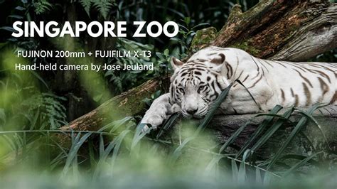 Images At The Singapore Zoo