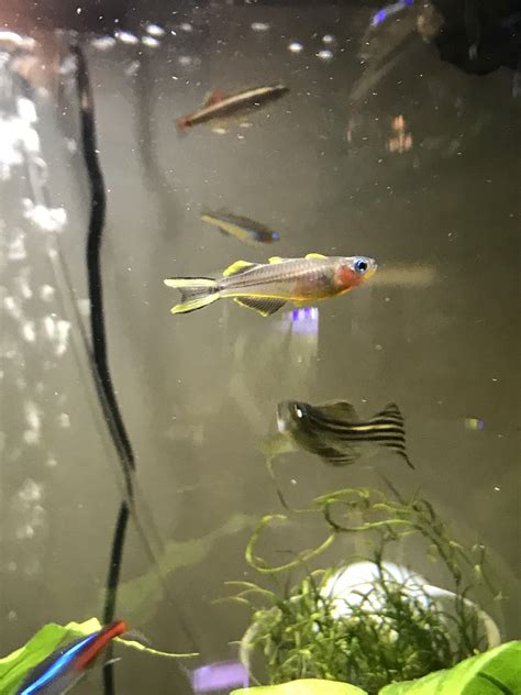 Anyone else love rainbowfish? : r/Aquariums