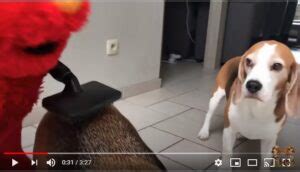 Elmo Pranks Cute Unsuspecting Puppy - Bark Hook