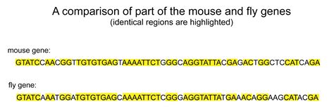 Base Sequence Of Dna