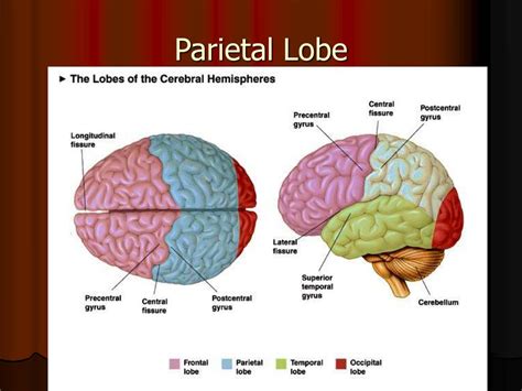 Get Parietal Lobe Function And Location Background | Anatomy of Diagram