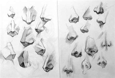 Reference Nose Anatomy Drawing – NBKomputer