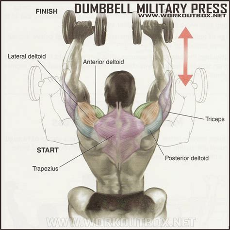 How To Dumbbell Military Press | Fitness Workouts & Exercises