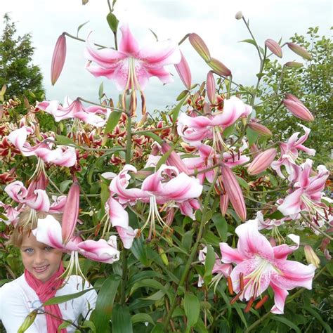 Tree Lily 'Anastasia' - Lily Bulbs - Van Meuwen | Tree lily, Lily bulbs, Lily