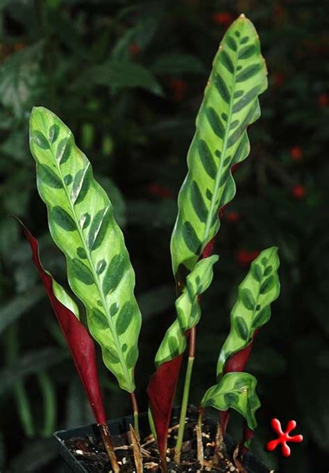 ON SALE NOW** Goeppertia Calathea lancifolia 'Rattlesnake Plant' at ...