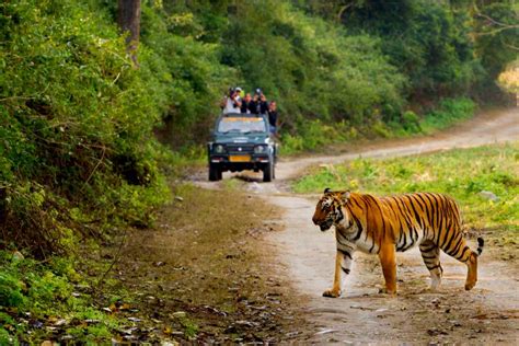 19 Best Tiger Reserves in India: Places to Go Tiger Spotting 2024