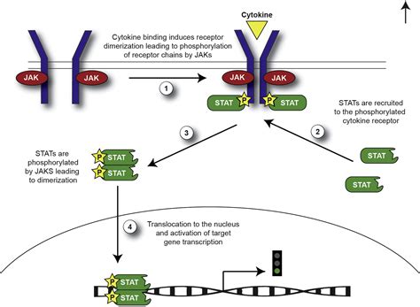 JAK inhibitors in dermatology: The promise of a new drug class ...