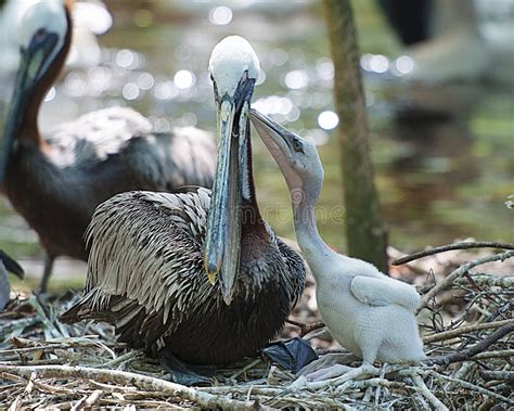 Brown Pelican Stock Photos. Brown Pelican Bird with Baby Pelican Close ...