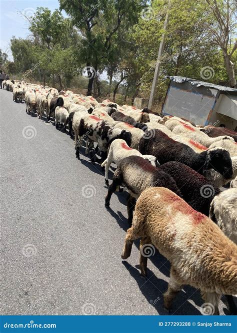 Indian Farm Animals for Earning Stock Photo - Image of animal, feeding: 277293288