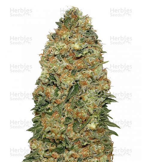 White Widow feminized seeds for sale by 00 Seeds - Herbies