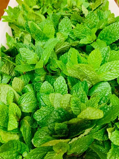 Mint Leaves – Nepalese Grocery Store