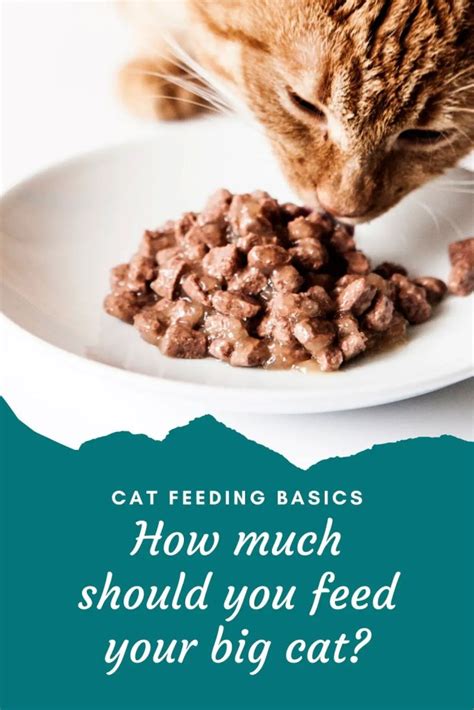 Cat Feeding Basics: How much should you feed your big cat? – Large ...