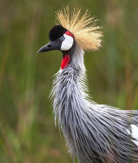 Did you know the national bird of Uganda is the Grey Crowned-Crane ...