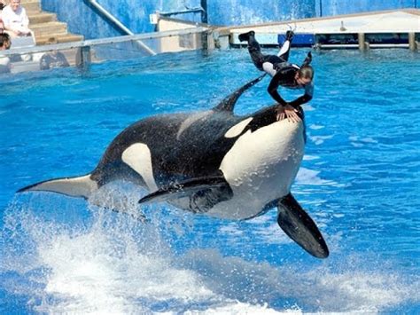 seaworld san diego shamu show at water - YouTube